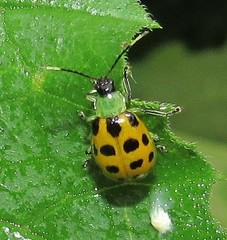 Diabrotica limitata