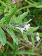 Buglossoides incrassata