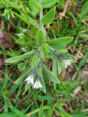 Buglossoides incrassata