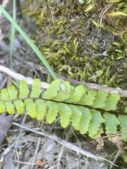 Asplenium vespertinum