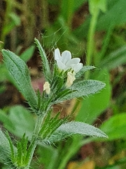 Buglossoides incrassata