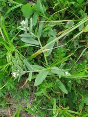 Buglossoides incrassata