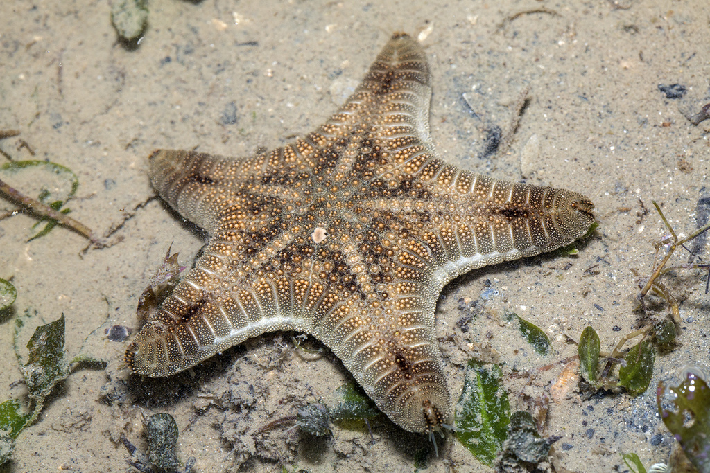 Biscuit Sea Star