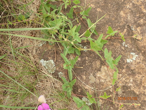 Image of Vigna unguiculata by no rights reserved