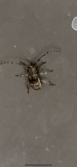 Ecyrus