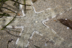 Archaster typicus