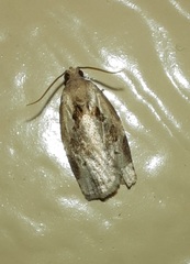 Archips grisea