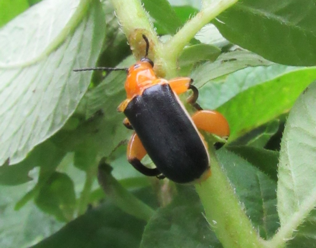 Agathomerus sellatus