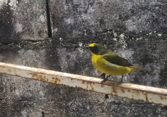 Euphonia laniirostris
