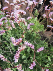 Limonium pectinatum