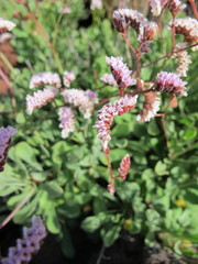 Limonium pectinatum