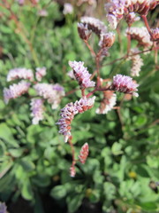 Limonium pectinatum