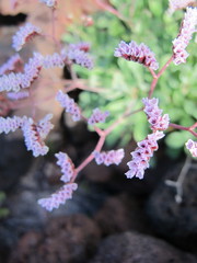 Limonium pectinatum
