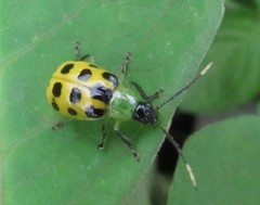 Diabrotica limitata