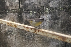 Coereba flaveola