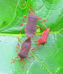 Anasa scorbutica