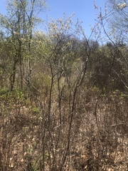 Amelanchier nantucketensis