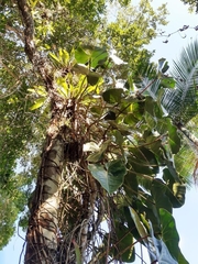 Philodendron cordatum