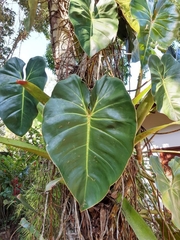 Philodendron cordatum