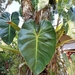 Philodendron cordatum - Photo (c) Marcos Mortara, some rights reserved (CC BY-NC), uploaded by Marcos Mortara