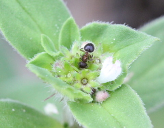 Meranoplus bicolor