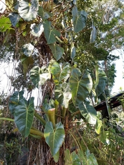 Philodendron cordatum