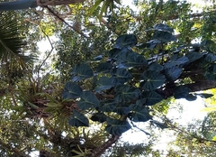 Philodendron cordatum