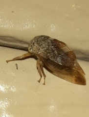 Cyrtolobus tuberosus