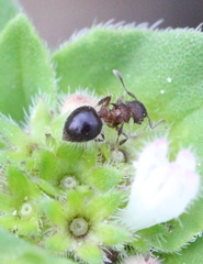 Meranoplus bicolor