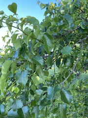 Pyrus calleryana