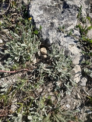 Galatella villosa