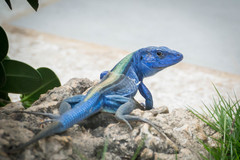 Cnemidophorus espeuti