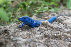 Cnemidophorus espeuti