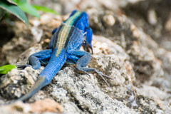 Cnemidophorus espeuti