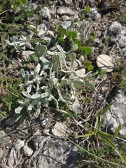 Galatella villosa