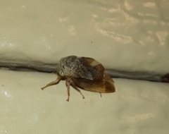 Cyrtolobus tuberosus