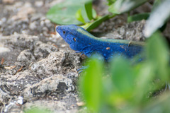 Cnemidophorus espeuti