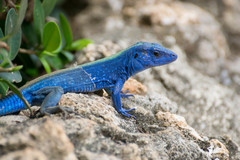 Cnemidophorus espeuti