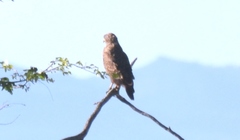 Circaetus