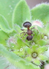 Meranoplus bicolor