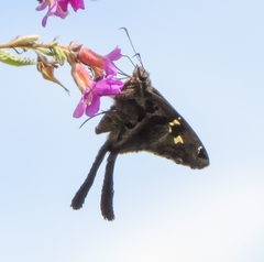 Chioides