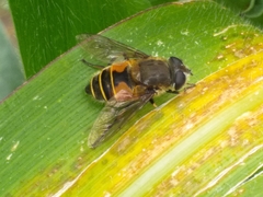 Eristalis bogotensis