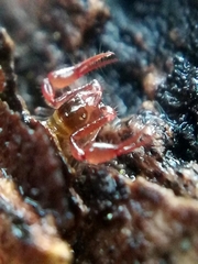Neobisium