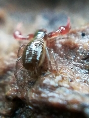 Neobisium