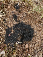 Dolichoderus taschenbergi