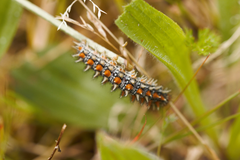 Melitaea didyma