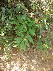 Smilax lanceifolia opaca