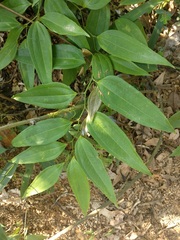 Smilax lanceifolia opaca