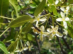 Callimoxys fuscipennis