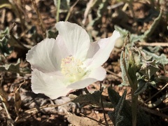 Malvella sagittifolia